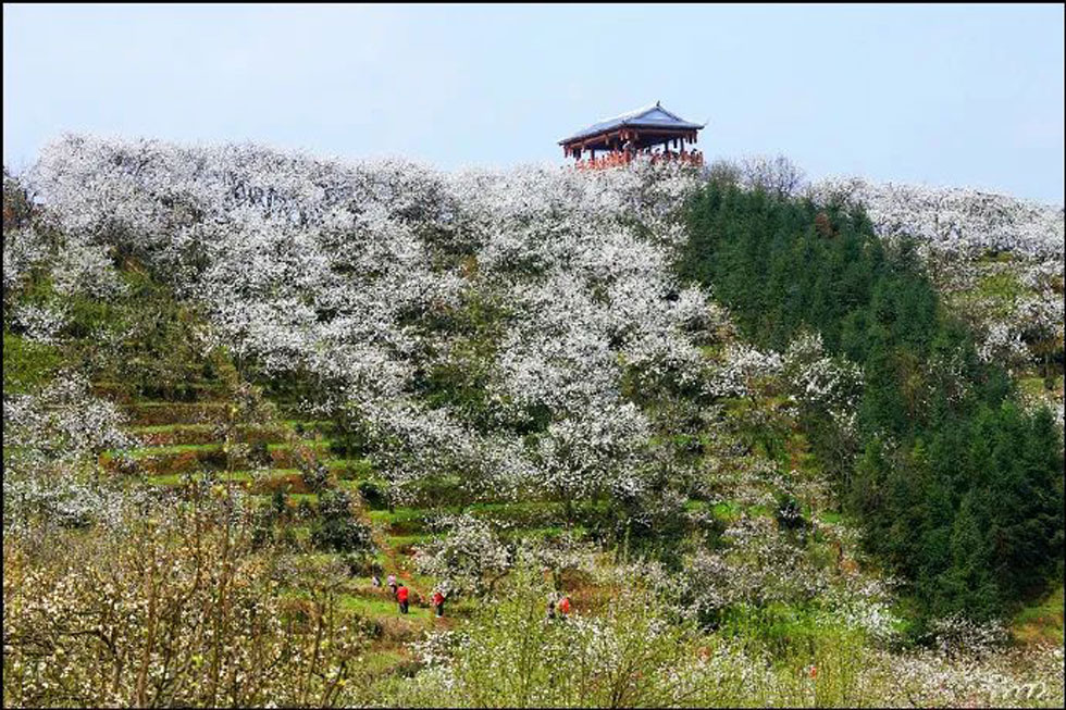 【春天，广西桂林灌阳县向您发出邀请！】我们在灌阳看梨花 - 游山玩水 - 漳州生活社区 - 漳州28生活网 zhangzhou.28life.net