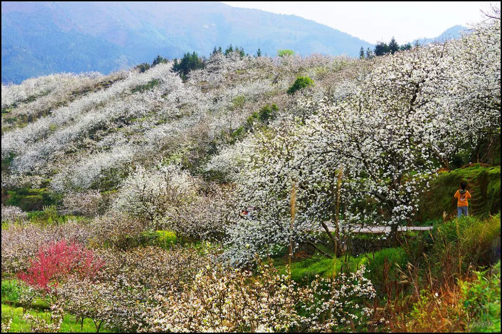 【春天，广西桂林灌阳县向您发出邀请！】我们在灌阳看梨花 - 游山玩水 - 漳州生活社区 - 漳州28生活网 zhangzhou.28life.net