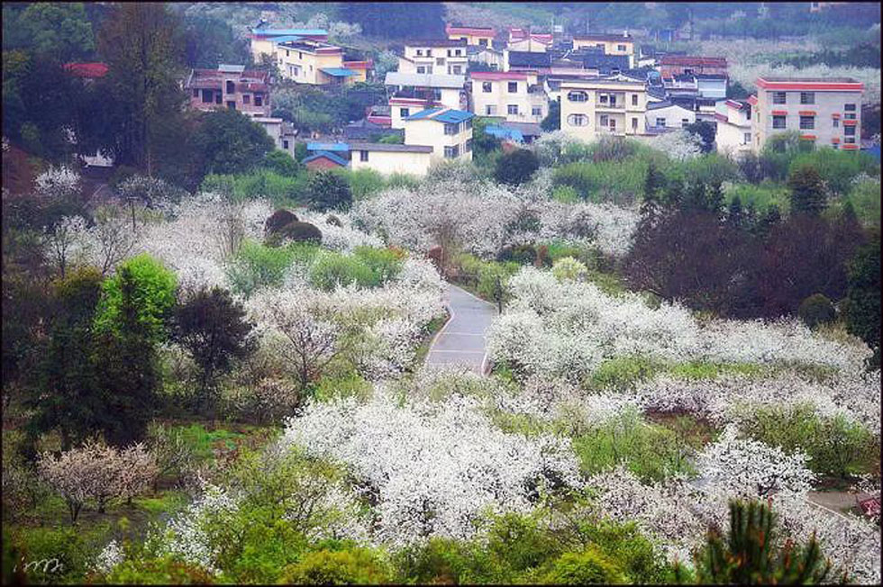 【春天，广西桂林灌阳县向您发出邀请！】我们在灌阳看梨花 - 游山玩水 - 漳州生活社区 - 漳州28生活网 zhangzhou.28life.net