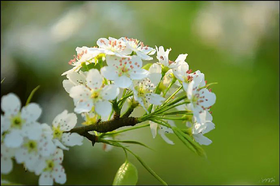 【春天，广西桂林灌阳县向您发出邀请！】我们在灌阳看梨花 - 游山玩水 - 漳州生活社区 - 漳州28生活网 zhangzhou.28life.net