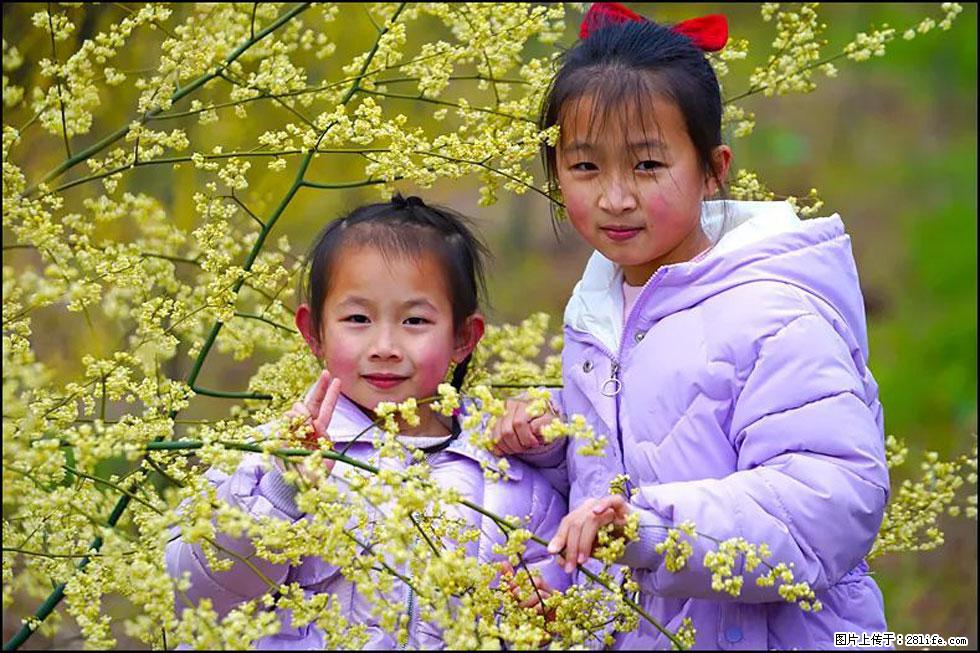 【春天，广西桂林灌阳县向您发出邀请！】米珠山前有片山苍子花在飘香 - 游山玩水 - 漳州生活社区 - 漳州28生活网 zhangzhou.28life.net