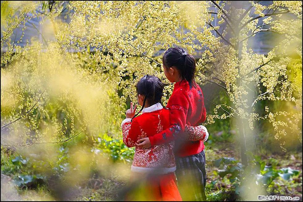 【春天，广西桂林灌阳县向您发出邀请！】米珠山前有片山苍子花在飘香 - 游山玩水 - 漳州生活社区 - 漳州28生活网 zhangzhou.28life.net