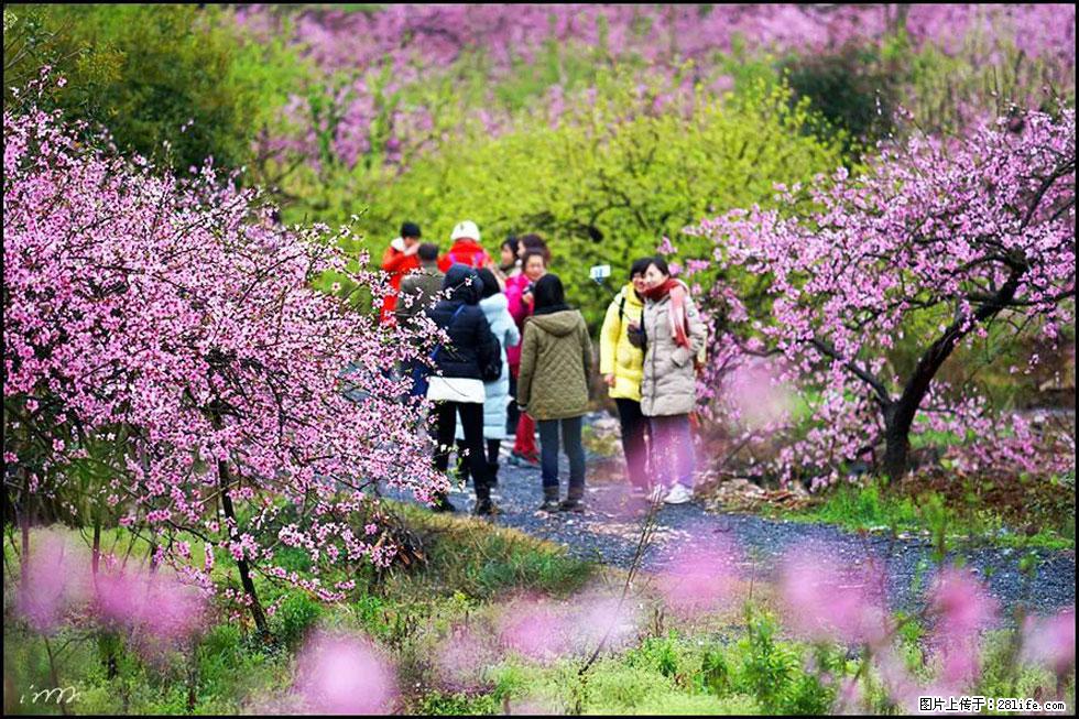 【春天，广西桂林灌阳县向您发出邀请！】官庄村有个醉美的桃花园 - 游山玩水 - 漳州生活社区 - 漳州28生活网 zhangzhou.28life.net