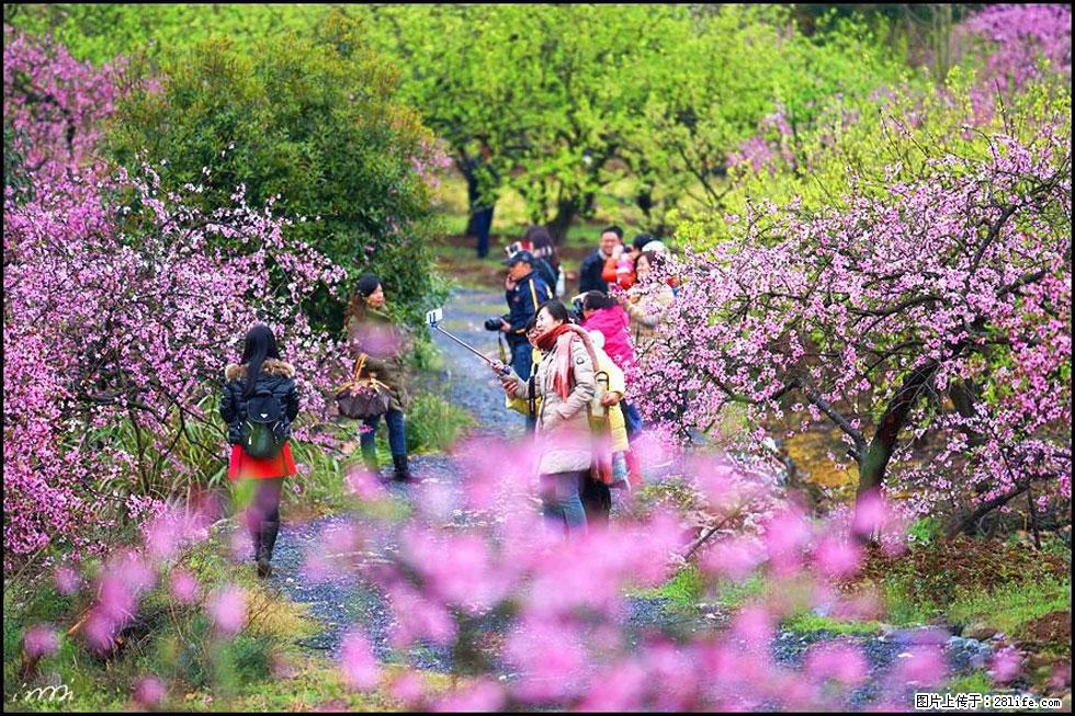 【春天，广西桂林灌阳县向您发出邀请！】官庄村有个醉美的桃花园 - 游山玩水 - 漳州生活社区 - 漳州28生活网 zhangzhou.28life.net