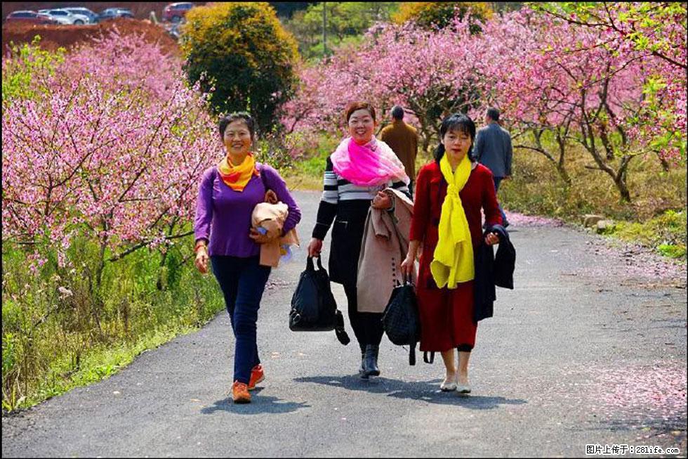 【春天，广西桂林灌阳县向您发出邀请！】官庄村有个醉美的桃花园 - 游山玩水 - 漳州生活社区 - 漳州28生活网 zhangzhou.28life.net
