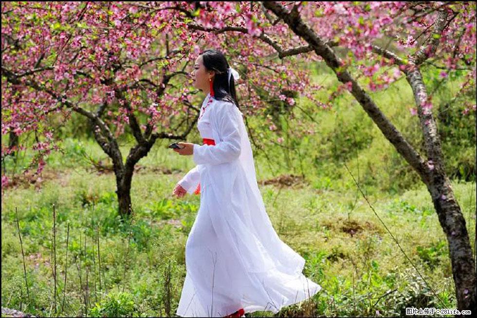 【春天，广西桂林灌阳县向您发出邀请！】官庄村有个醉美的桃花园 - 游山玩水 - 漳州生活社区 - 漳州28生活网 zhangzhou.28life.net