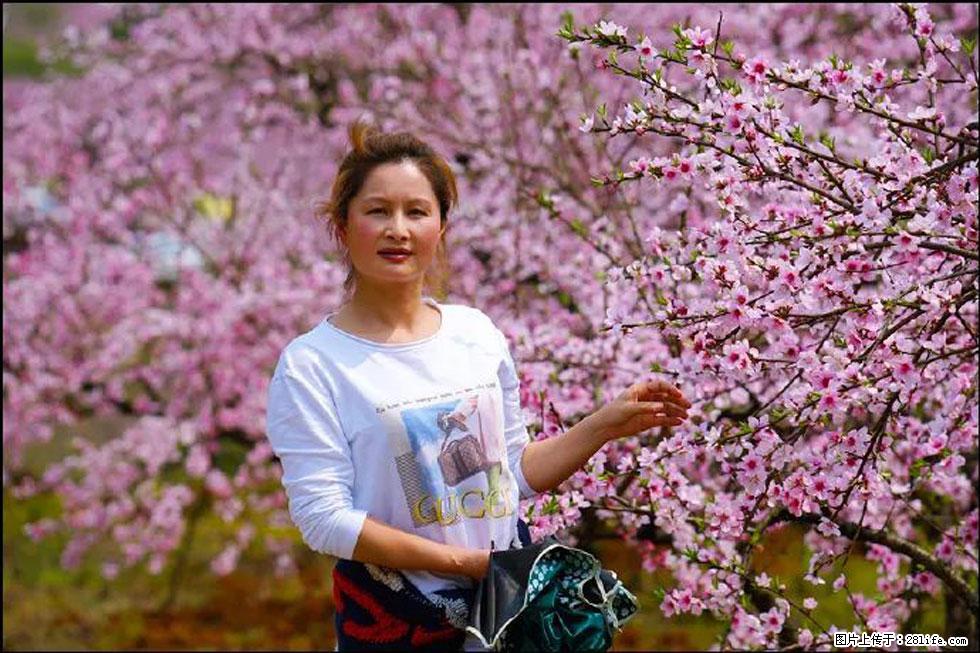 【春天，广西桂林灌阳县向您发出邀请！】官庄村有个醉美的桃花园 - 游山玩水 - 漳州生活社区 - 漳州28生活网 zhangzhou.28life.net