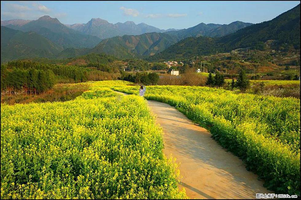 【春天，广西桂林灌阳县向您发出邀请！】长坪村油菜盛情花开 - 游山玩水 - 漳州生活社区 - 漳州28生活网 zhangzhou.28life.net