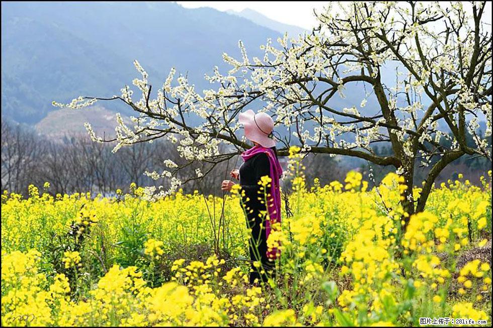 【春天，广西桂林灌阳县向您发出邀请！】长坪村油菜盛情花开 - 游山玩水 - 漳州生活社区 - 漳州28生活网 zhangzhou.28life.net