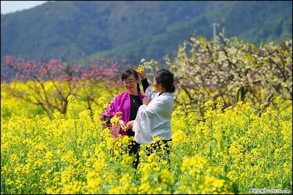 【春天，广西桂林灌阳县向您发出邀请！】长坪村油菜盛情花开 - 游山玩水 - 漳州生活社区 - 漳州28生活网 zhangzhou.28life.net