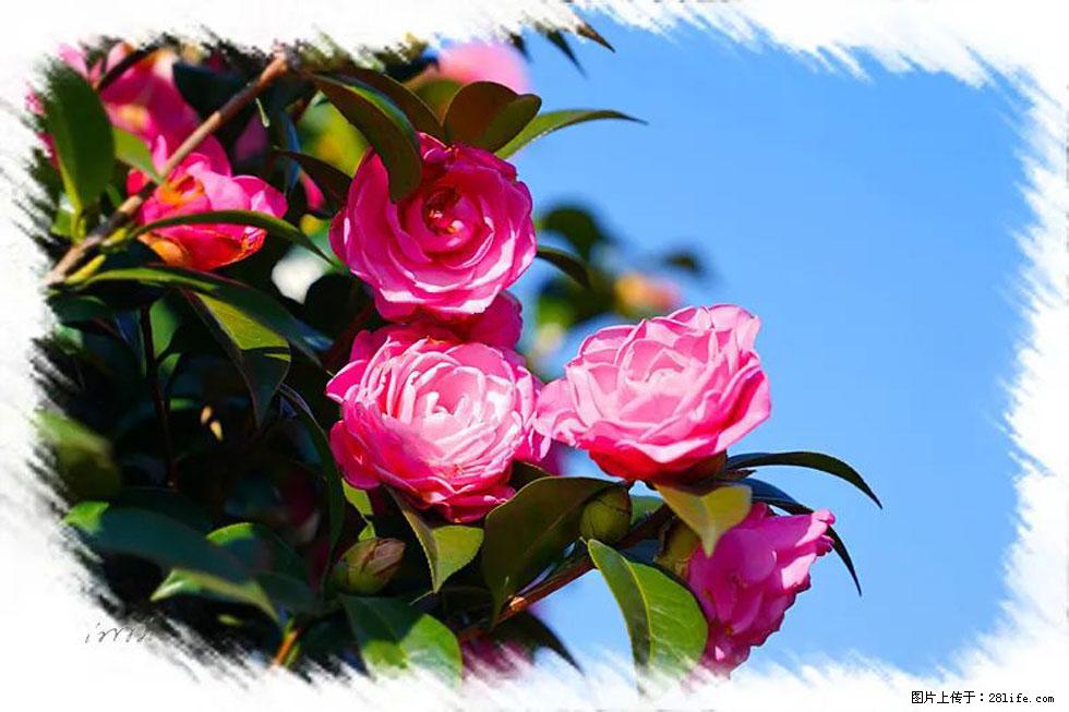 【春天，广西桂林灌阳县向您发出邀请！】杨柳井茶花惹人爱 - 游山玩水 - 漳州生活社区 - 漳州28生活网 zhangzhou.28life.net