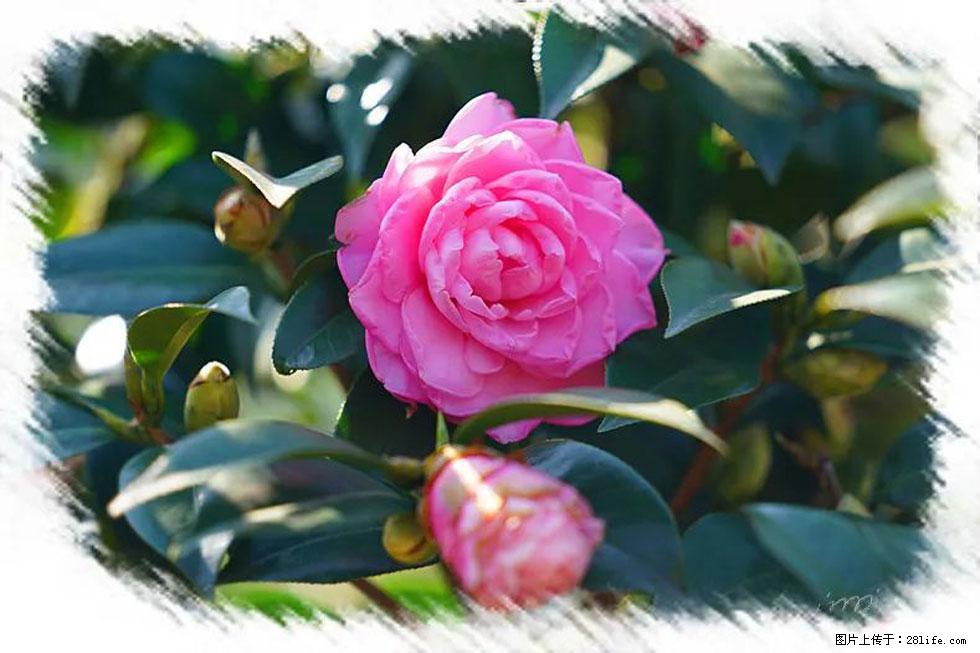 【春天，广西桂林灌阳县向您发出邀请！】杨柳井茶花惹人爱 - 游山玩水 - 漳州生活社区 - 漳州28生活网 zhangzhou.28life.net