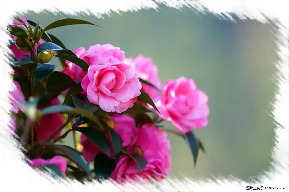 【春天，广西桂林灌阳县向您发出邀请！】杨柳井茶花惹人爱 - 游山玩水 - 漳州生活社区 - 漳州28生活网 zhangzhou.28life.net