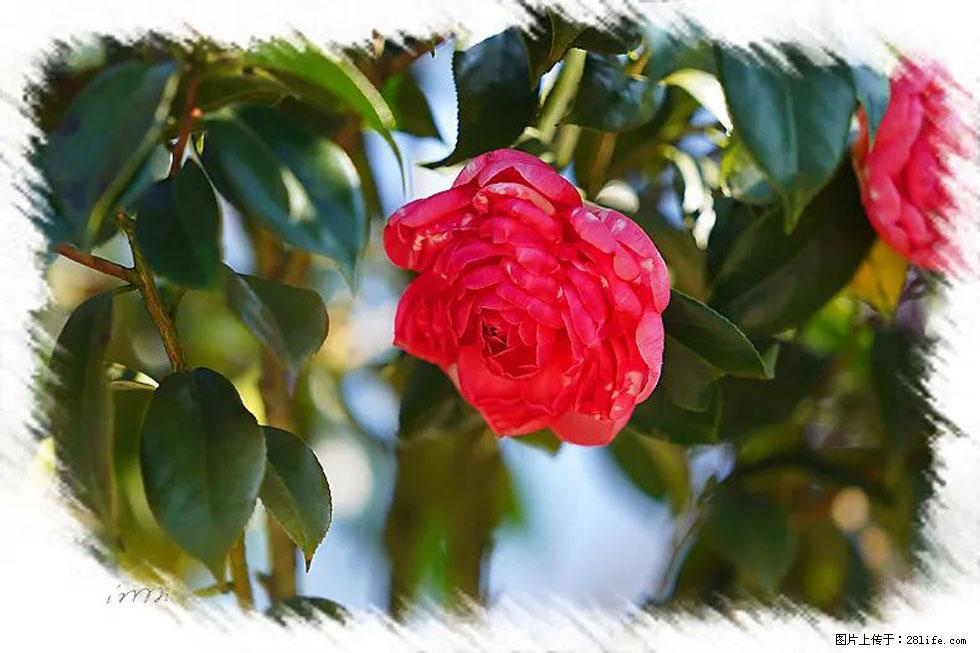 【春天，广西桂林灌阳县向您发出邀请！】杨柳井茶花惹人爱 - 游山玩水 - 漳州生活社区 - 漳州28生活网 zhangzhou.28life.net