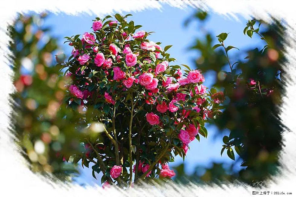 【春天，广西桂林灌阳县向您发出邀请！】杨柳井茶花惹人爱 - 游山玩水 - 漳州生活社区 - 漳州28生活网 zhangzhou.28life.net