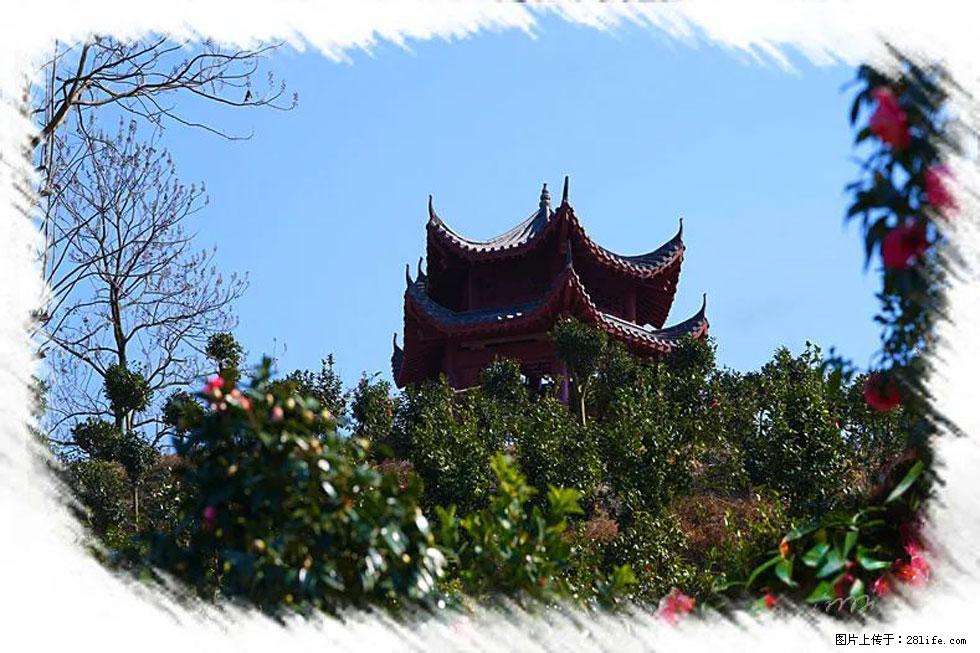 【春天，广西桂林灌阳县向您发出邀请！】杨柳井茶花惹人爱 - 游山玩水 - 漳州生活社区 - 漳州28生活网 zhangzhou.28life.net
