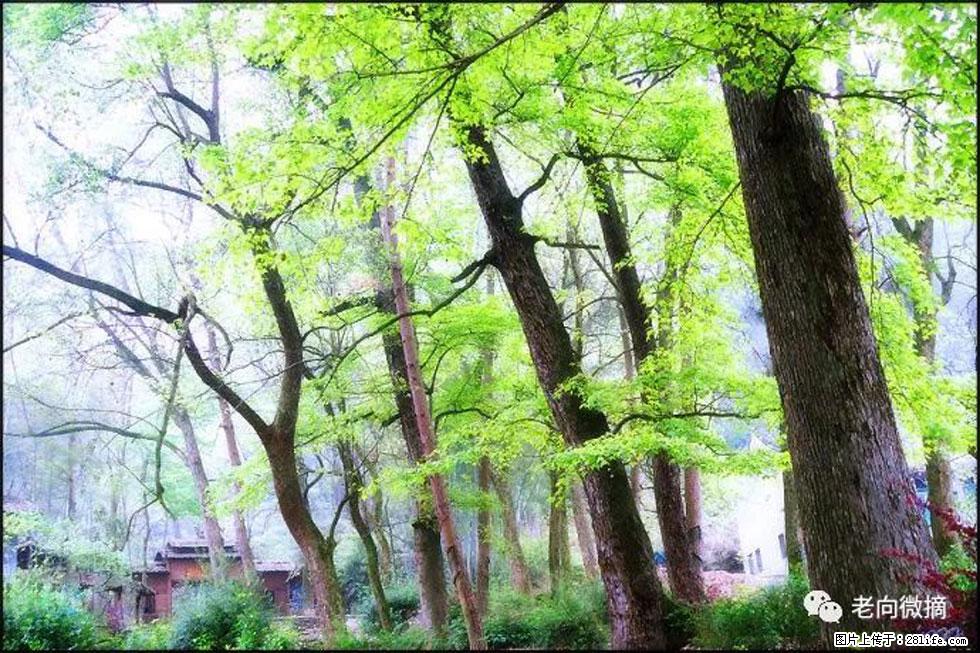 【春天，广西桂林灌阳县向您发出邀请！】在小龙村与春天约会 - 游山玩水 - 漳州生活社区 - 漳州28生活网 zhangzhou.28life.net