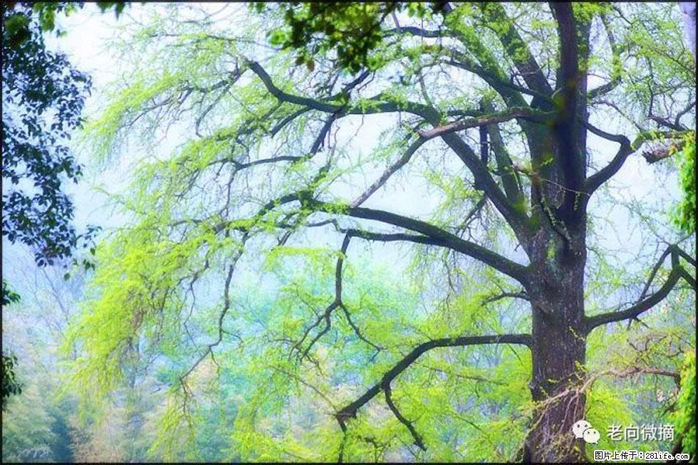 【春天，广西桂林灌阳县向您发出邀请！】在小龙村与春天约会 - 游山玩水 - 漳州生活社区 - 漳州28生活网 zhangzhou.28life.net
