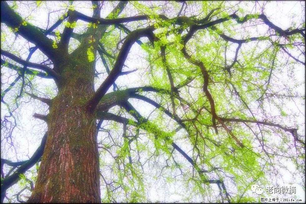 【春天，广西桂林灌阳县向您发出邀请！】在小龙村与春天约会 - 游山玩水 - 漳州生活社区 - 漳州28生活网 zhangzhou.28life.net