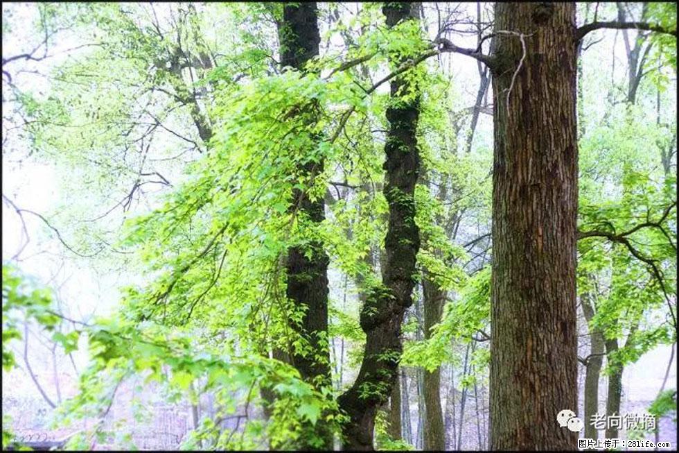 【春天，广西桂林灌阳县向您发出邀请！】在小龙村与春天约会 - 游山玩水 - 漳州生活社区 - 漳州28生活网 zhangzhou.28life.net