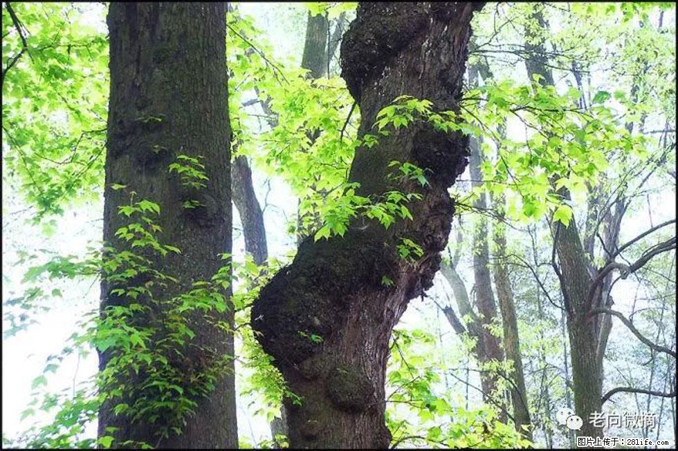 【春天，广西桂林灌阳县向您发出邀请！】在小龙村与春天约会 - 游山玩水 - 漳州生活社区 - 漳州28生活网 zhangzhou.28life.net