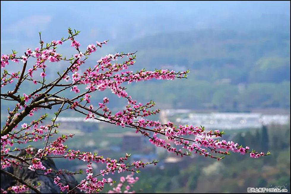 【春天，广西桂林灌阳县向您发出邀请！】望月岭上桃花开 - 游山玩水 - 漳州生活社区 - 漳州28生活网 zhangzhou.28life.net