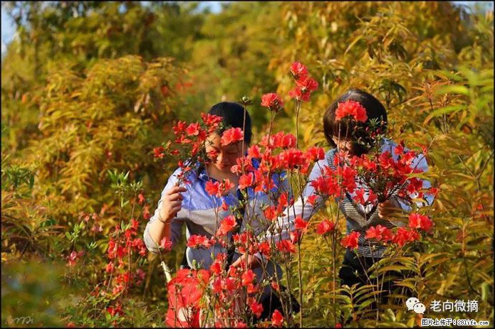 【春天,广西桂林灌阳县向您发出邀请!】登麒麟山,相约映山红 - 游山玩水 - 漳州生活社区 - 漳州28生活网 zhangzhou.28life.net