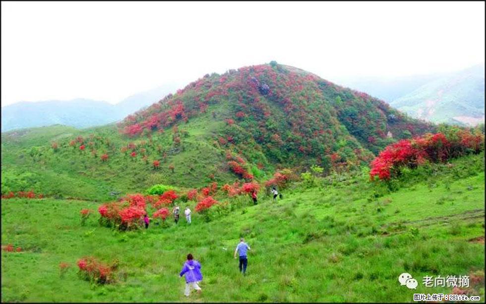 【春天，广西桂林灌阳县向您发出邀请！】宝盖山上映山红 - 游山玩水 - 漳州生活社区 - 漳州28生活网 zhangzhou.28life.net