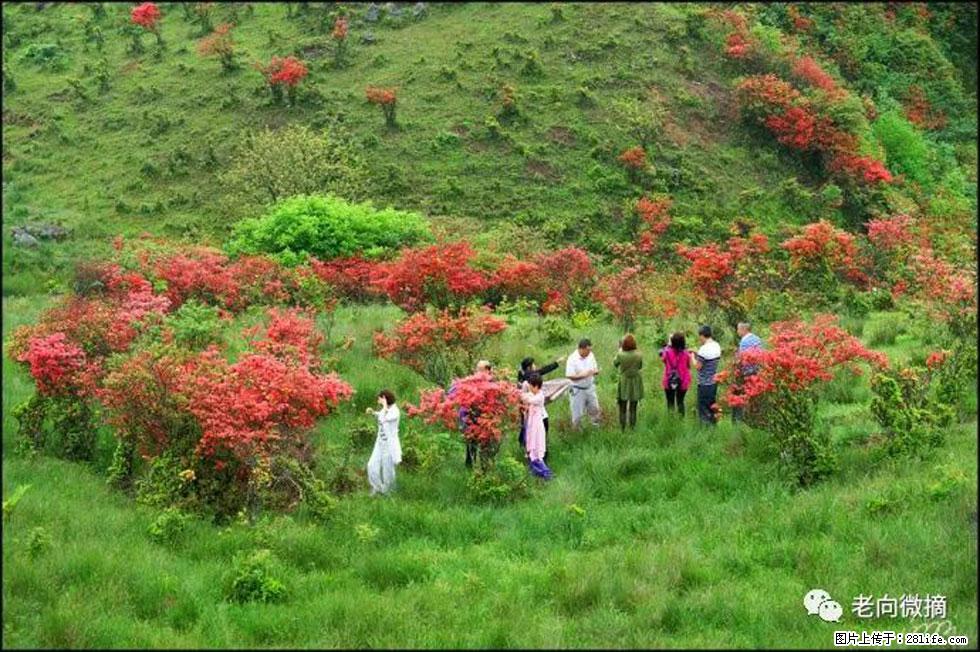 【春天，广西桂林灌阳县向您发出邀请！】宝盖山上映山红 - 游山玩水 - 漳州生活社区 - 漳州28生活网 zhangzhou.28life.net