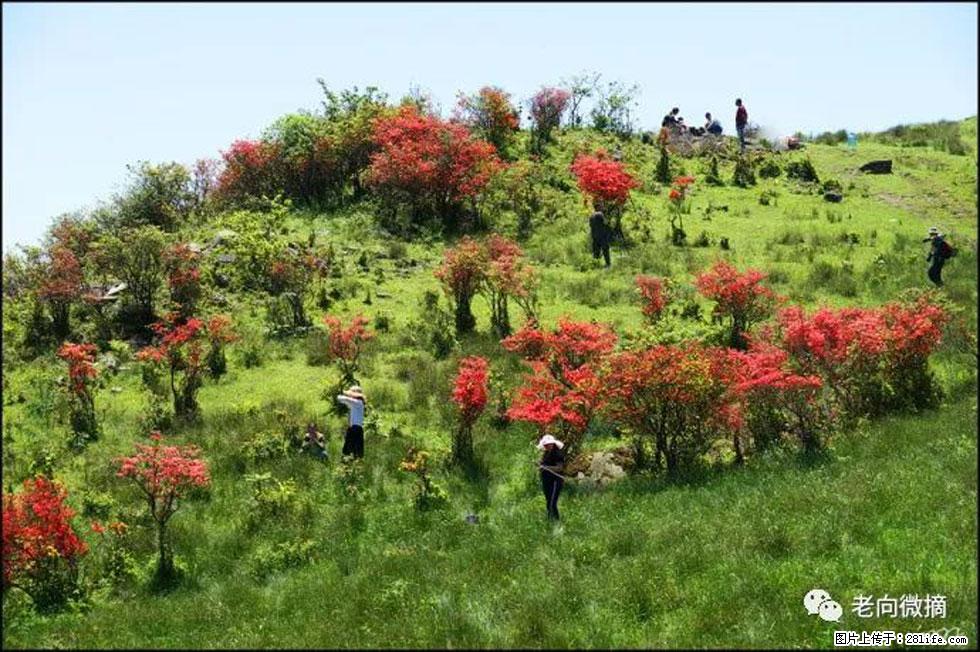 【春天，广西桂林灌阳县向您发出邀请！】宝盖山上映山红 - 游山玩水 - 漳州生活社区 - 漳州28生活网 zhangzhou.28life.net