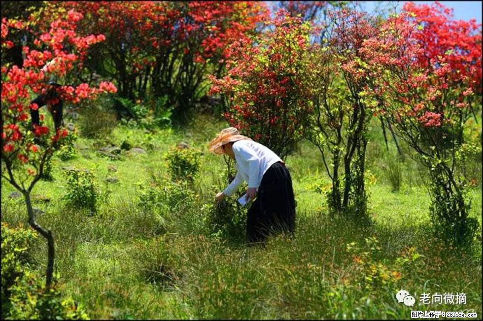 【春天，广西桂林灌阳县向您发出邀请！】宝盖山上映山红 - 游山玩水 - 漳州生活社区 - 漳州28生活网 zhangzhou.28life.net