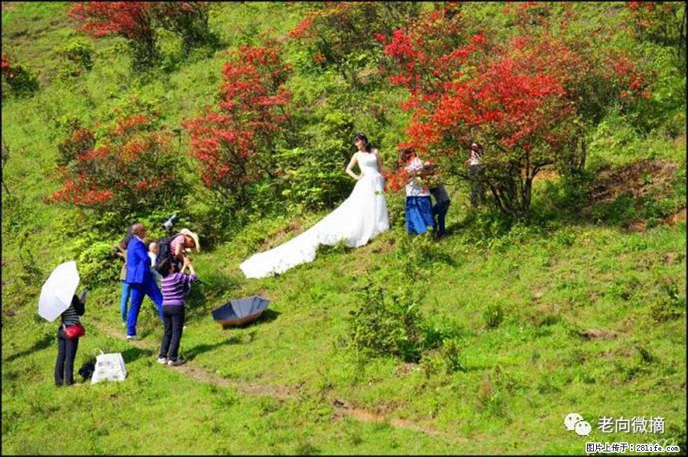 【春天，广西桂林灌阳县向您发出邀请！】宝盖山上映山红 - 游山玩水 - 漳州生活社区 - 漳州28生活网 zhangzhou.28life.net