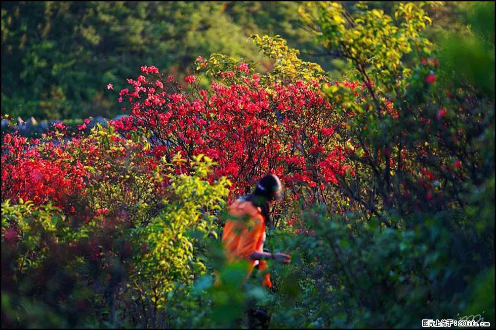 【春天，广西桂林灌阳县向您发出邀请！】春木界上映山红 - 游山玩水 - 漳州生活社区 - 漳州28生活网 zhangzhou.28life.net