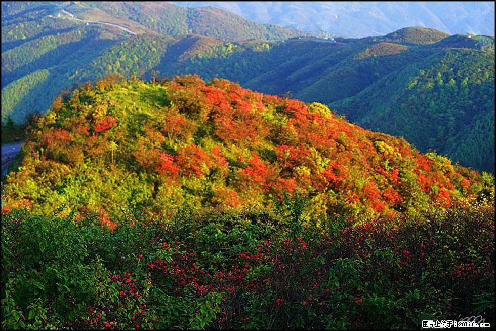【春天，广西桂林灌阳县向您发出邀请！】春木界上映山红 - 游山玩水 - 漳州生活社区 - 漳州28生活网 zhangzhou.28life.net