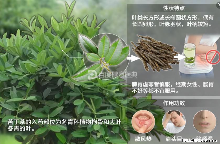 苦丁茶有哪些功效和作用 - 生活百科 - 漳州生活社区 - 漳州28生活网 zhangzhou.28life.net