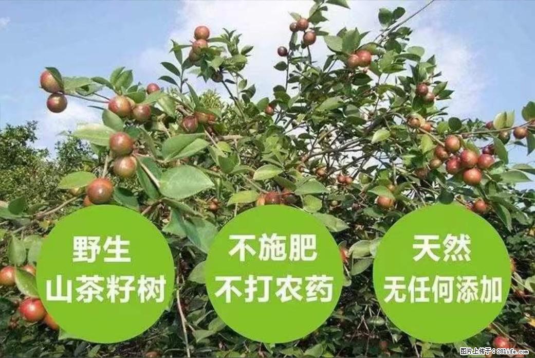 【灌阳县油茶产业示范区】一个有着充实的精神生活的人，对待身外之物自会有一种淡泊的态度 - 美食天地 - 漳州生活社区 - 漳州28生活网 zhangzhou.28life.net