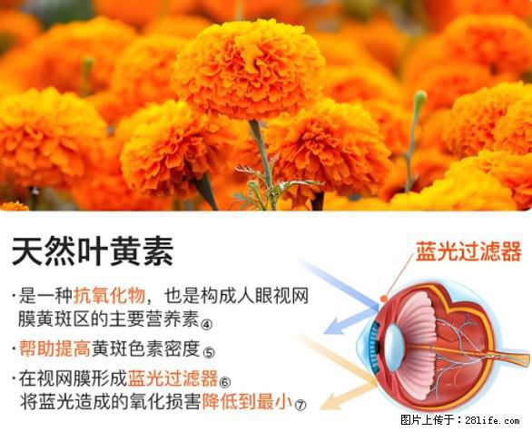 叶黄素有什么功效和作用 - 生活百科 - 漳州生活社区 - 漳州28生活网 zhangzhou.28life.net