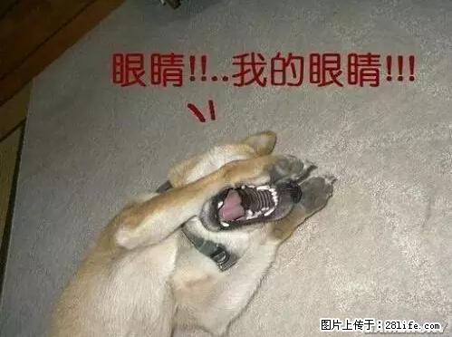 笑癫了！一女的怀孕三年未生，他终于忍不住了... - 娱乐八卦 - 漳州生活社区 - 漳州28生活网 zhangzhou.28life.net
