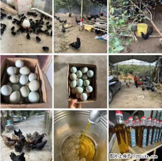 油茶园从小鸡仔开始养起的纯土鸡、土鸡蛋可以预定啦！还有前几天刚榨的纯山茶油哦 - 漳州28生活网 zhangzhou.28life.net