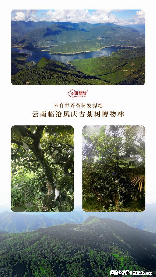 时间果百年古树2025年春红茶 - 购物交流 - 漳州生活社区 - 漳州28生活网 zhangzhou.28life.net