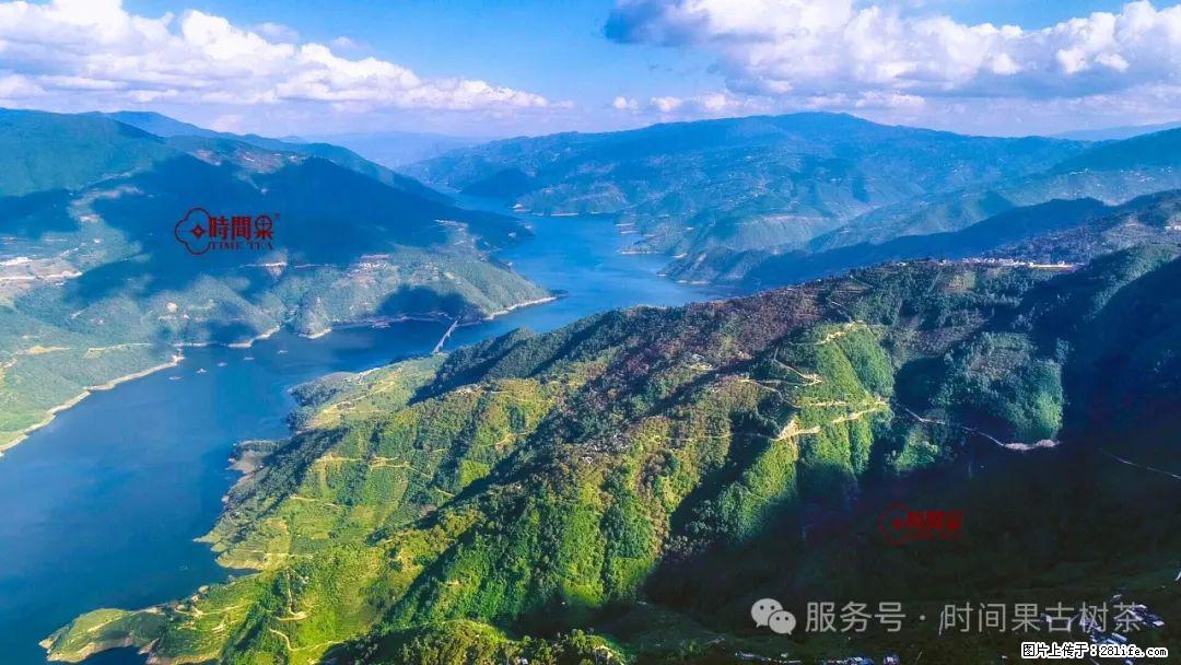 时间果百年古树龙珠普洱生茶 - 购物交流 - 漳州生活社区 - 漳州28生活网 zhangzhou.28life.net