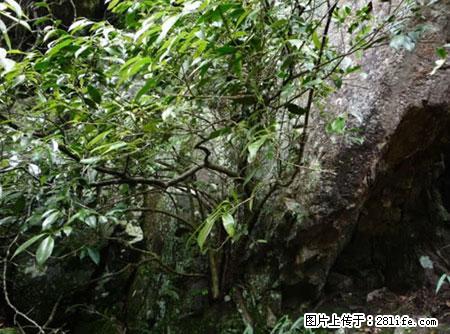 平乐石崖茶，珍贵仅次于金花茶 - 漳州生活资讯 - 漳州28生活网 zhangzhou.28life.net