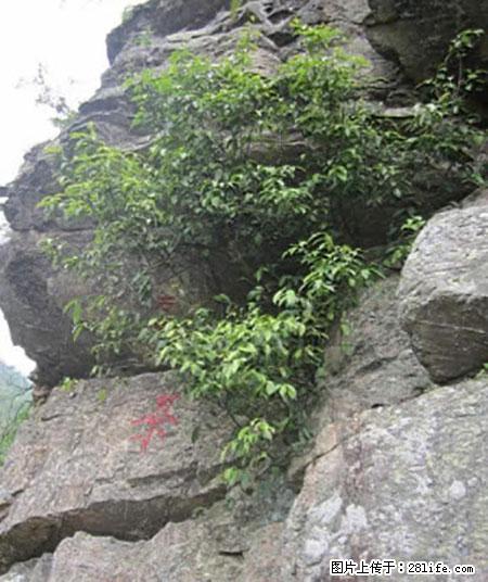 平乐石崖茶，珍贵仅次于金花茶 - 漳州生活资讯 - 漳州28生活网 zhangzhou.28life.net