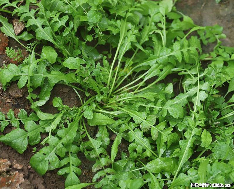 这些蔬菜是“天然钙片”，这6种被医生重点推荐 - 漳州生活资讯 - 漳州28生活网 zhangzhou.28life.net