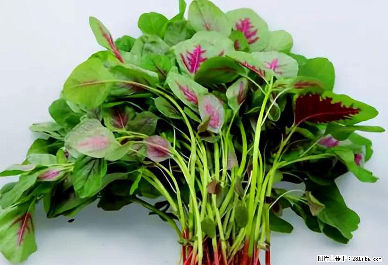 这些蔬菜是“天然钙片”，这6种被医生重点推荐 - 漳州生活资讯 - 漳州28生活网 zhangzhou.28life.net