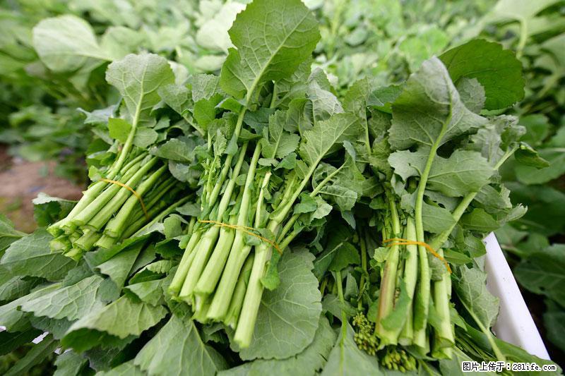 这些蔬菜是“天然钙片”，这6种被医生重点推荐 - 漳州生活资讯 - 漳州28生活网 zhangzhou.28life.net